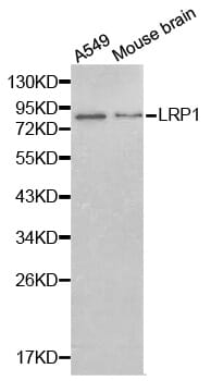 Anti-LRP1 Antibody (A13452) | Antibodies.com